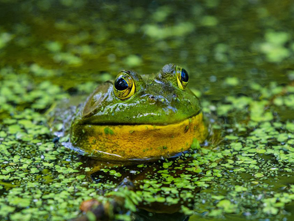 bullfrog in pond